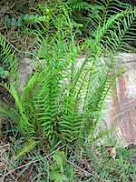 PICT2744.JPG